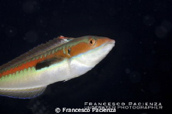 Donzella, male. by Francesco Pacienza 